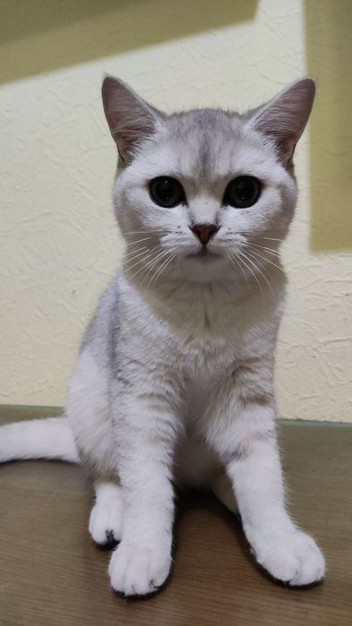 шиншилла серебристая