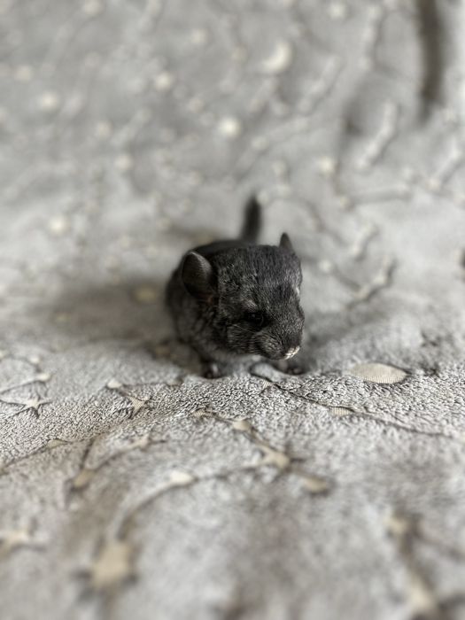 Шиншилла 2 02.03