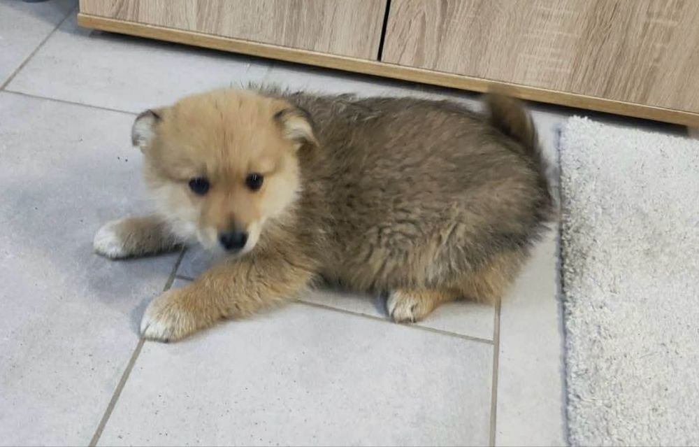 Подарявам кученца