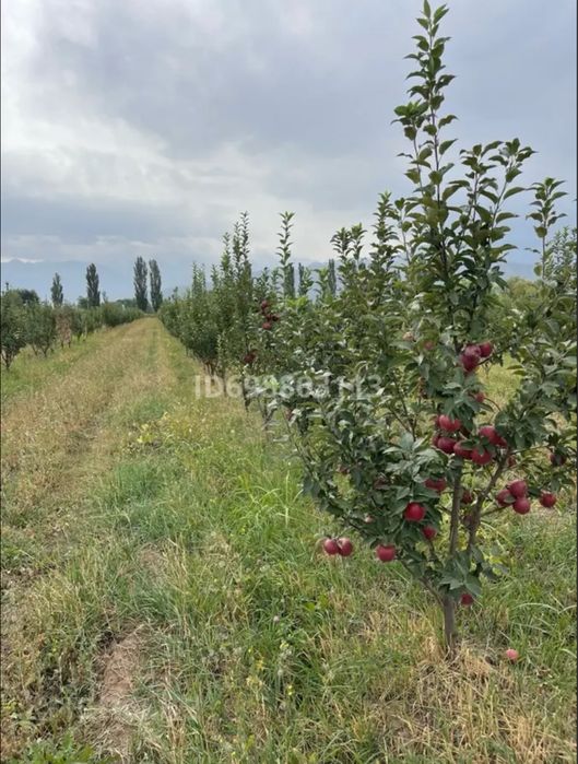 Яблоневый сад 3,35га