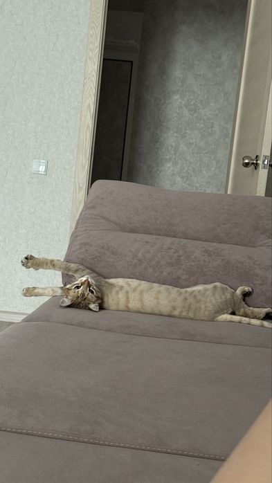 Отдам котика любящую семью