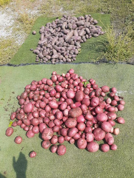 Продам картошку домашьная семена