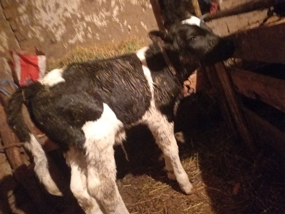 Продавам мъжко теле новородено