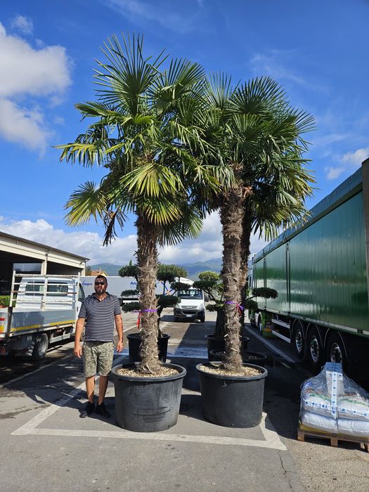 Palmierii 4/5m măslini bonsai transport gratuit