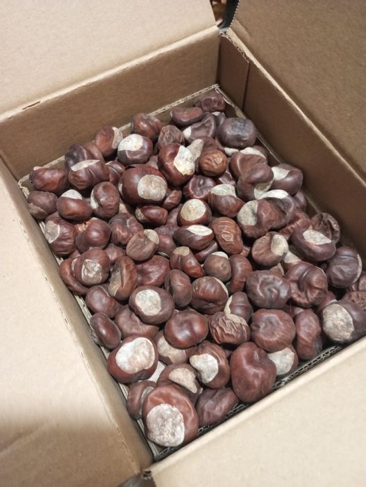 Отдам каштан и шишки