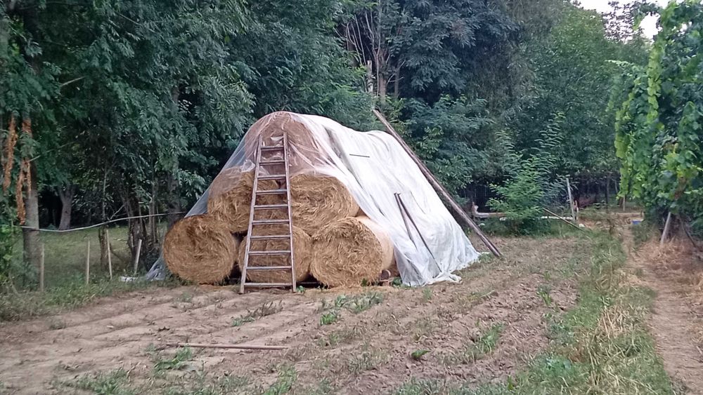 Vacă holstein cu pedigree