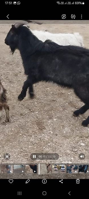 Парода ешкілер сатылады