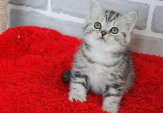 Шотланские котята