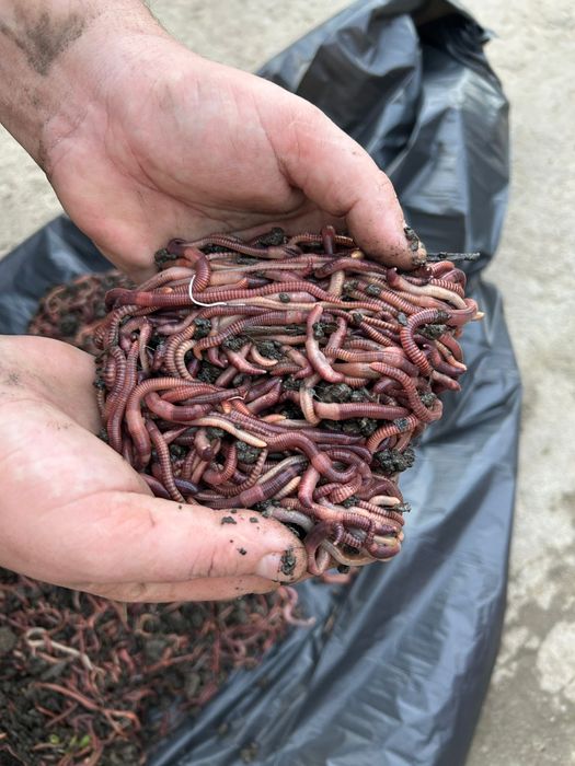 Momeala pescuit rame