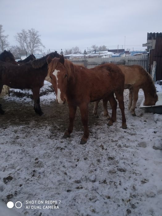 Семіз жылқы сатам