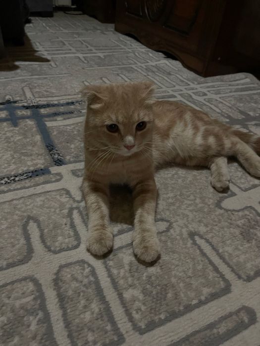 Кошка шотландская веслоухая