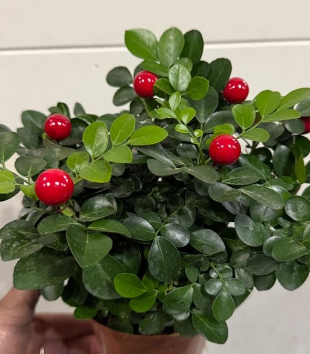 Комнатные цветы продается