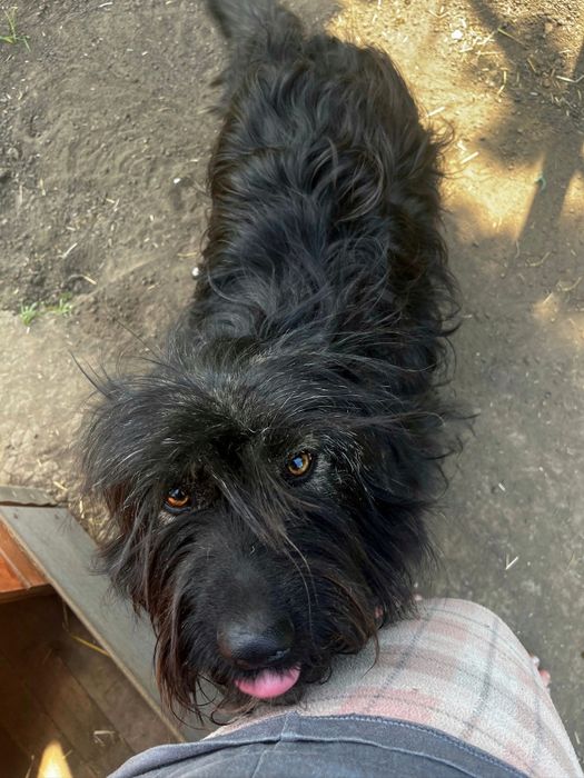 adoptie caine  Galati