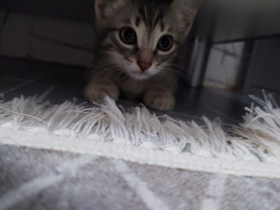 Котик шотланка милый котик