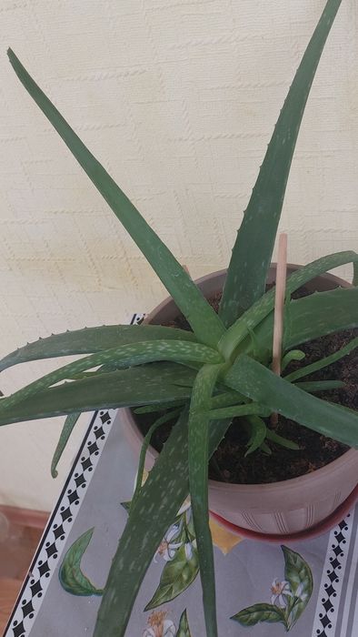 Алоэ Вера Комнатное