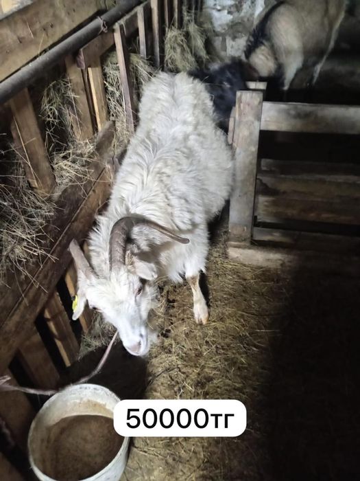 Козы/Ешкілер сатылады