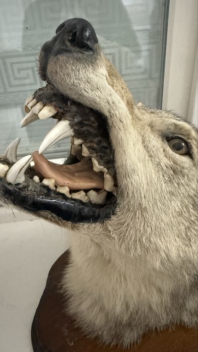 настенная голова Волка