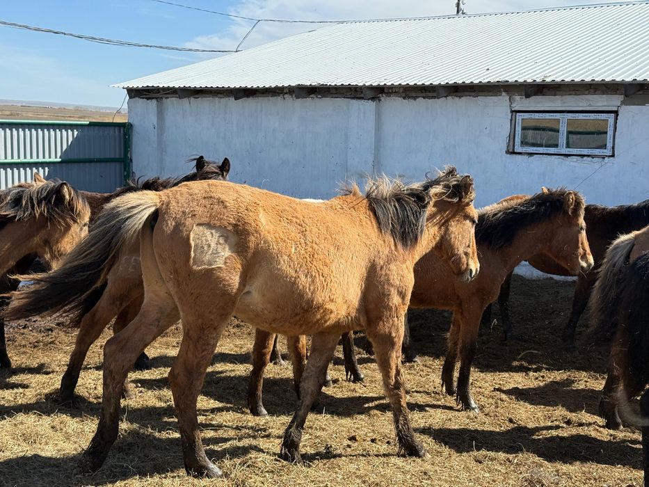 Продам Жабағы, Тай, Құнан