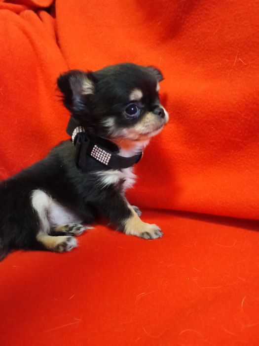 Счастье на ладошке