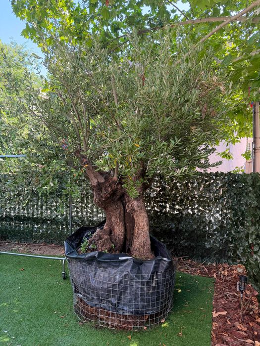 Bonsai Măslin Secular 150 Ani – Exemplar Superb de Colecție