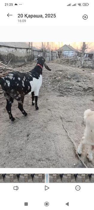 Битал ешкі  сатлады