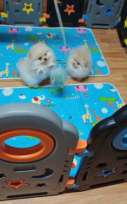 Померан мини baby face