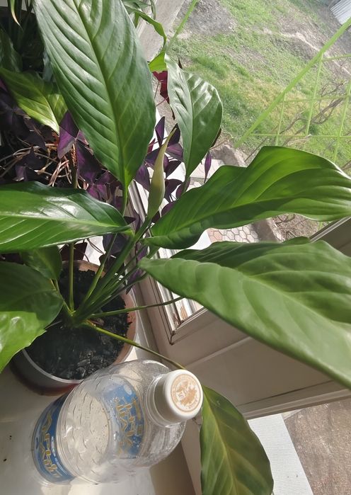 Продам цветок Женское счастье