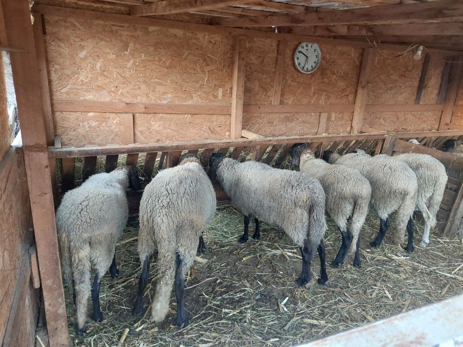 Vând 5 oi și un berbec
