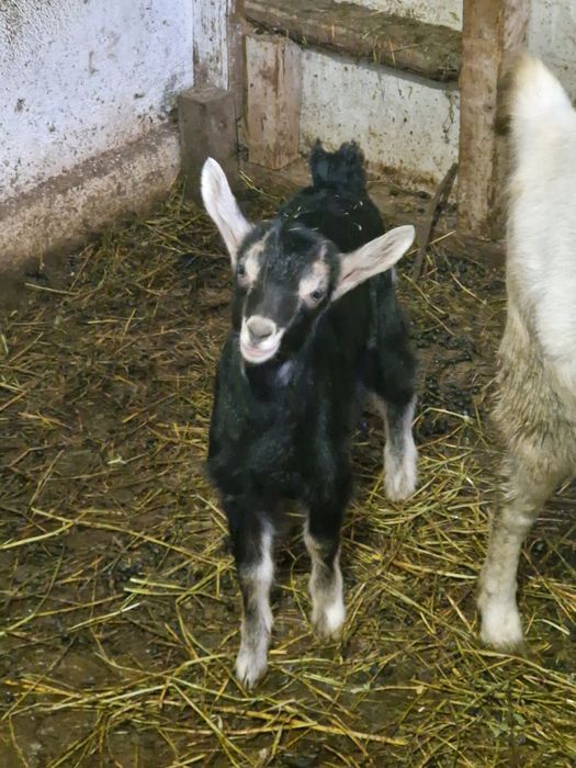 Ieduță de vânzare sau schimb