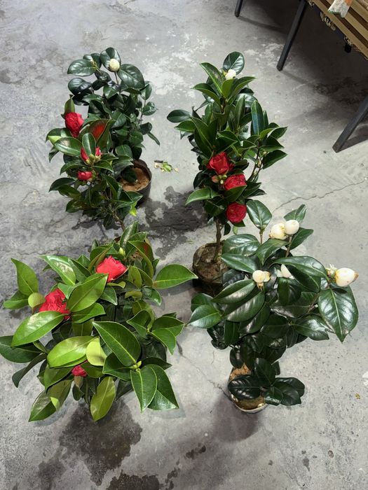 Камелия Японская Роза