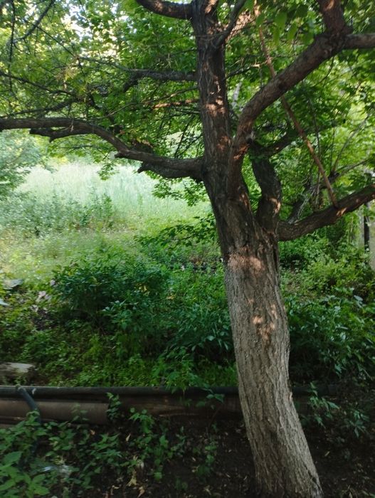 Дача Спутник  8 соток