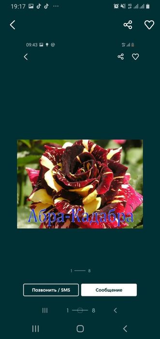 Розый бутонами и корнями