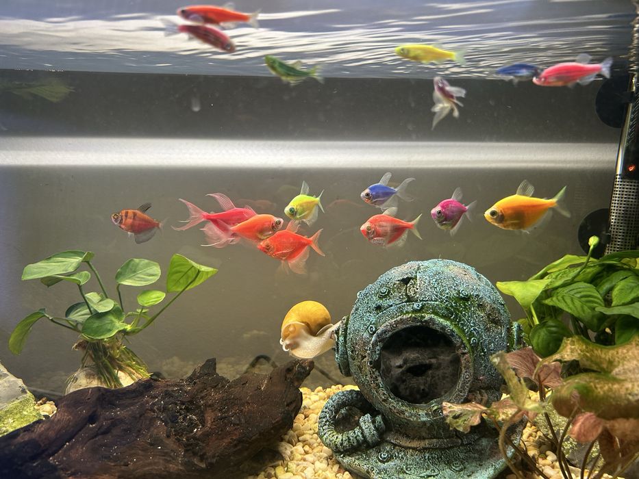 Рибки Danio Glo Цветно Данио