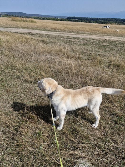 Donez caine rasa Labrador