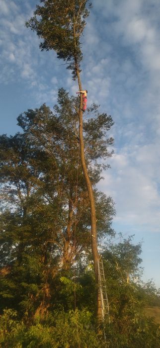 Tăiat toaletat copaci pomi