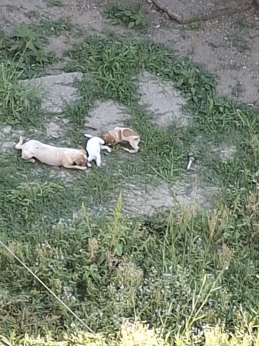 Donez căței talie mică cu tot cu mama lor au fost abandonați într-o curte