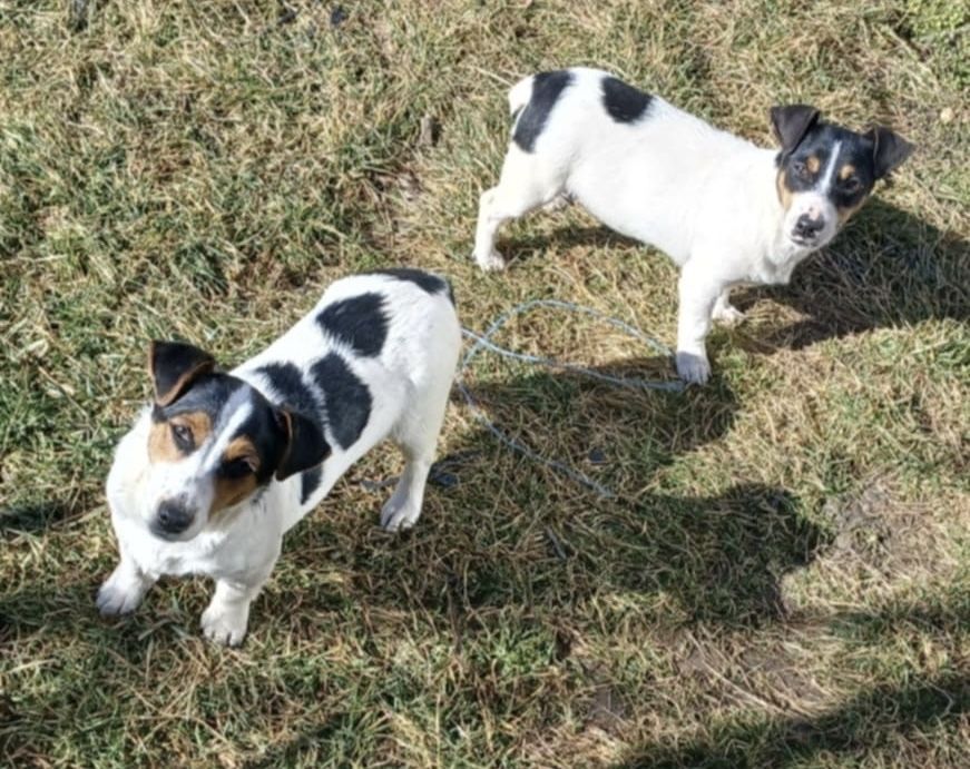 куче- Джак Ръсел