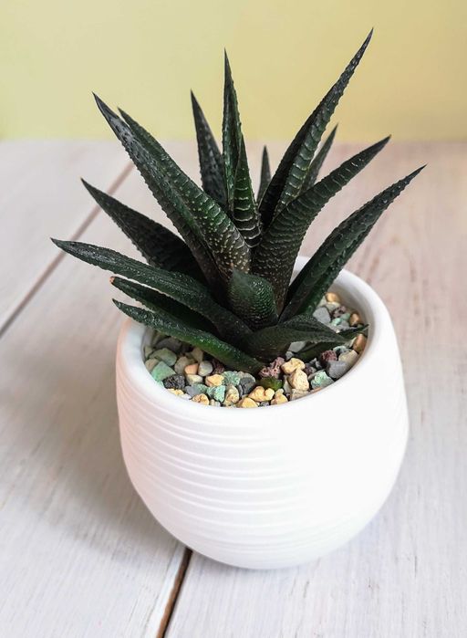 Хавортия лимолистная