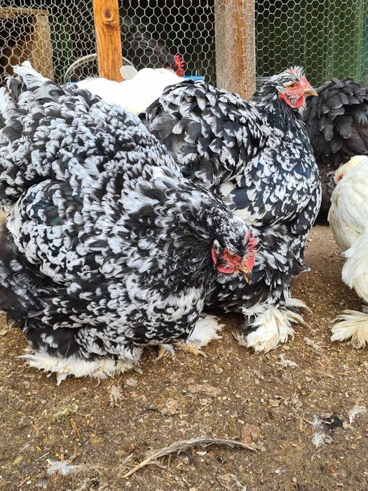 Gaini cochinchina urias  bobat pe negru