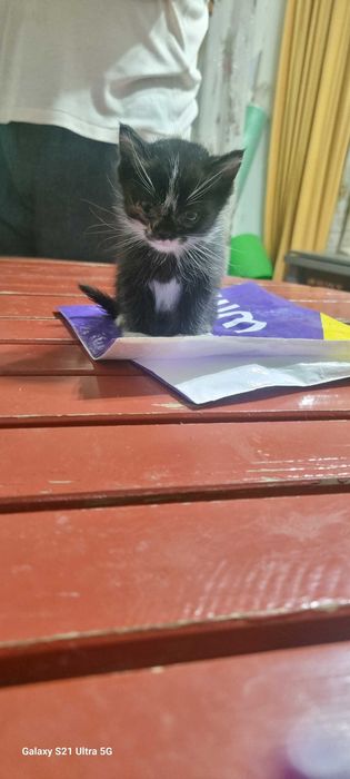 отдам котят даром в хорошие руки