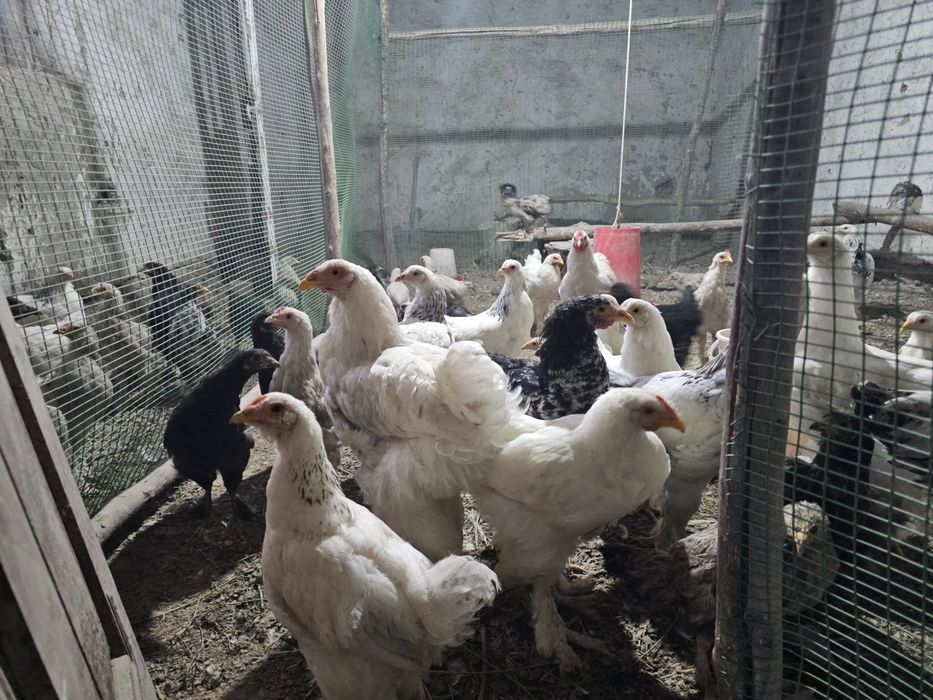 Bramalar (85–120 ming) va Jersi gigant [300 ming]  Sotuvda