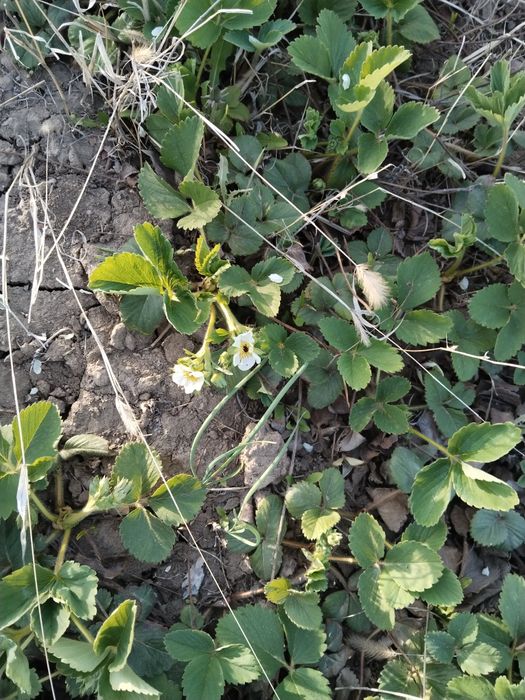 Дача на Бугарках