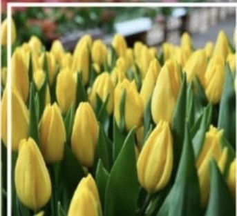 Тюльпаны к 8 Марта