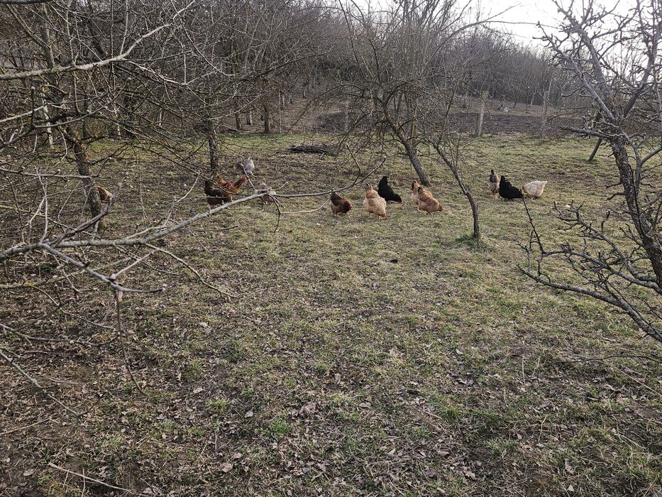 Oua de casa,jucu de sus