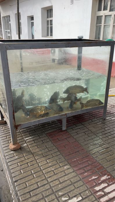 Akvariumlar sotiladi аквариум сотилади