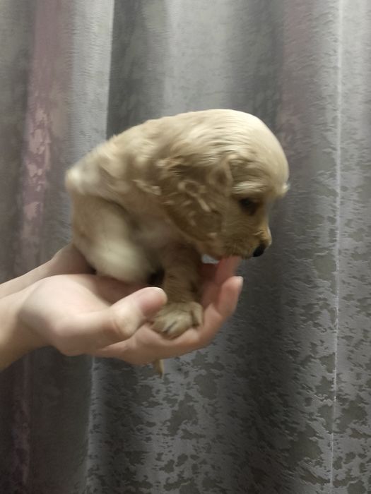 Щенки кокер спаниель