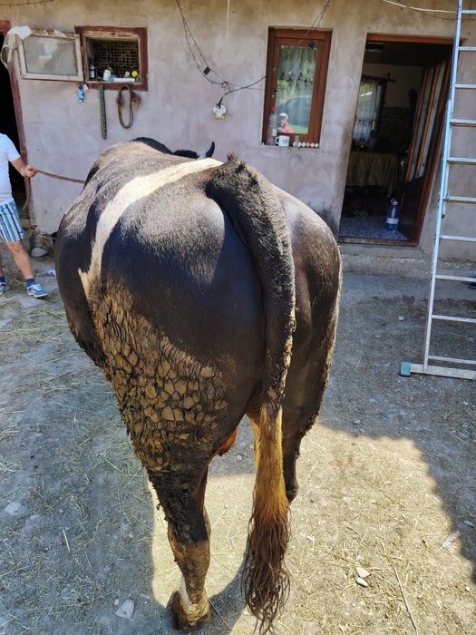 Taur de  vânzare