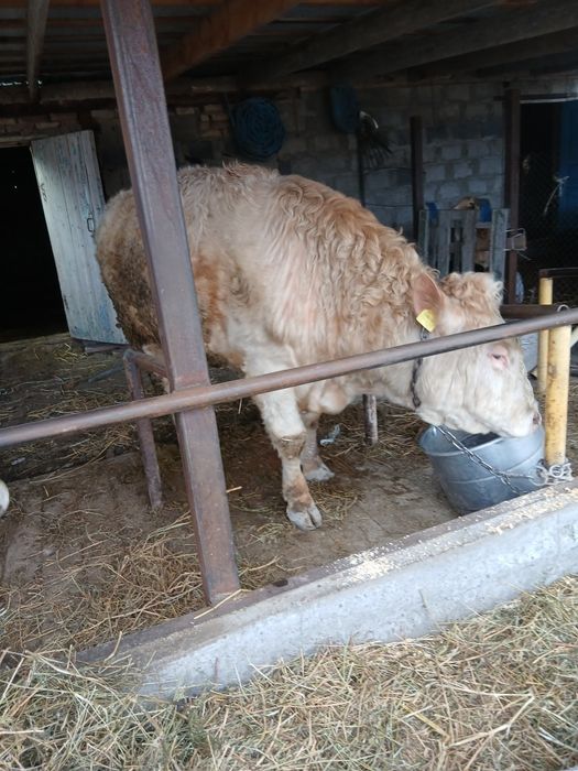 Продам бычка ...