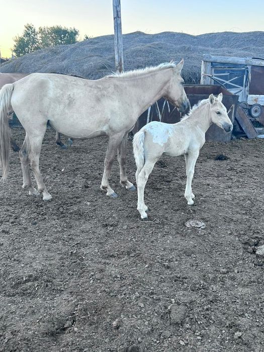 Кулынды бие сатылады