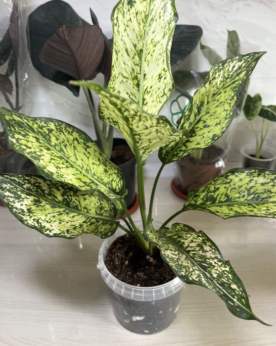 Комнатные растения